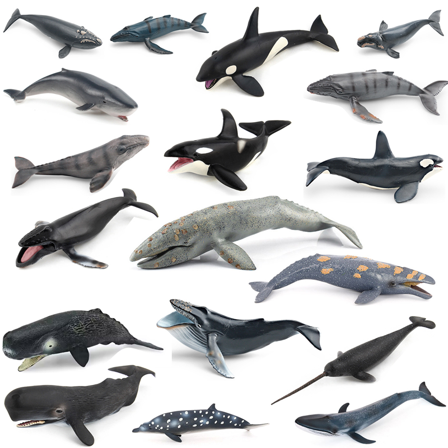 Kids Educational Resources - Modelli Realistici di Animali Marini: Balena